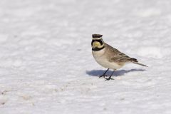 Horned Lark, Eremophila alpestris