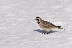 Horned Lark, Eremophila alpestris