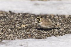 Horned Lark, Eremophila alpestris