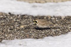 Horned Lark, Eremophila alpestris