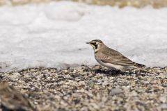 Horned Lark, Eremophila alpestris