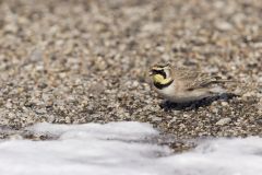 Horned Lark, Eremophila alpestris