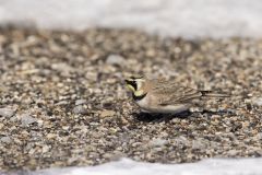 Horned Lark, Eremophila alpestris