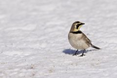 Horned Lark, Eremophila alpestris