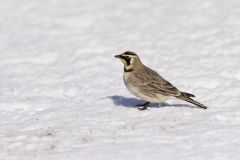 Horned Lark, Eremophila alpestris