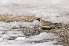 Horned Lark, Eremophila alpestris