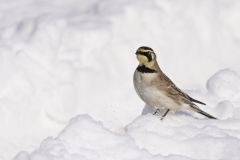 Horned Lark, Eremophila alpestris