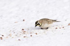 Horned Lark, Eremophila alpestris