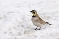 Horned Lark, Eremophila alpestris