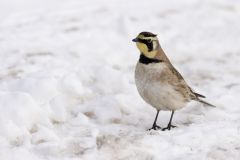 Horned Lark, Eremophila alpestris