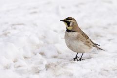 Horned Lark, Eremophila alpestris