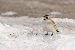 Horned Lark, Eremophila alpestris