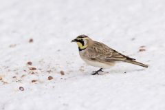 Horned Lark, Eremophila alpestris