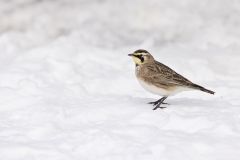 Horned Lark, Eremophila alpestris