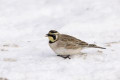 Horned Lark, Eremophila alpestris