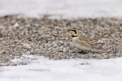 Horned Lark, Eremophila alpestris