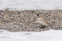 Horned Lark, Eremophila alpestris