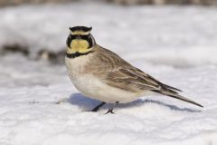 Horned Lark, Eremophila alpestris