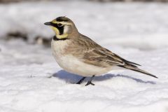 Horned Lark, Eremophila alpestris