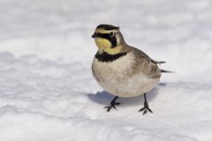 Horned Lark, Eremophila alpestris