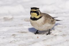 Horned Lark, Eremophila alpestris