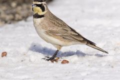 Horned Lark, Eremophila alpestris