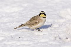 Horned Lark, Eremophila alpestris