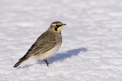 Horned Lark, Eremophila alpestris