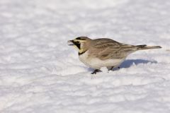 Horned Lark, Eremophila alpestris