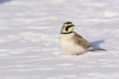 Horned Lark, Eremophila alpestris