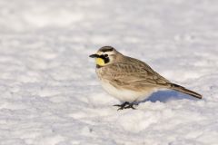 Horned Lark, Eremophila alpestris