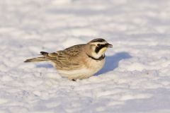 Horned Lark, Eremophila alpestris