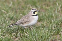 Horned Lark, Eremophila alpestris