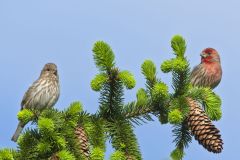 House Finch, Carpodacus mexicanus