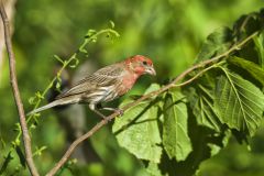 House Finch, Carpodacus mexicanus