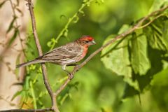 House Finch, Carpodacus mexicanus