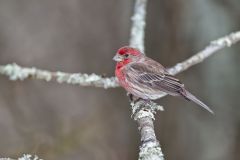 House Finch, Carpodacus mexicanus