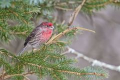 House Finch, Carpodacus mexicanus