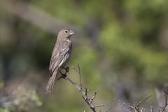 House Finch, Carpodacus mexicanus