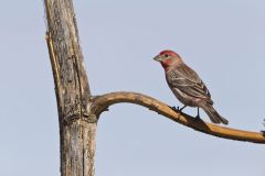 House Finch, Carpodacus mexicanus