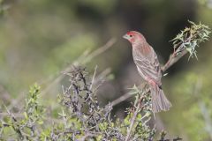 House Finch, Carpodacus mexicanus