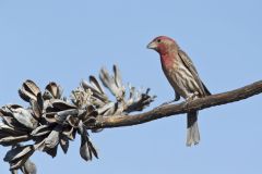 House Finch, Carpodacus mexicanus