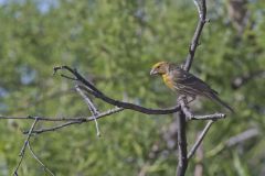 House Finch, Carpodacus mexicanus