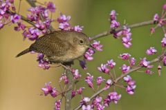 House Wren, Troglodytes aedon