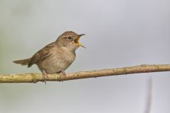 House Wren, Troglodytes aedon