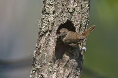 House Wren, Troglodytes aedon