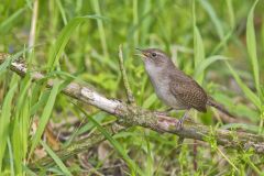 House Wren, Troglodytes aedon