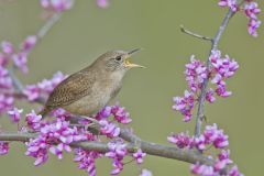 House Wren, Troglodytes aedon