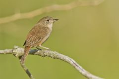 House Wren, Troglodytes aedon