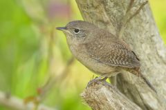 House Wren, Troglodytes aedon